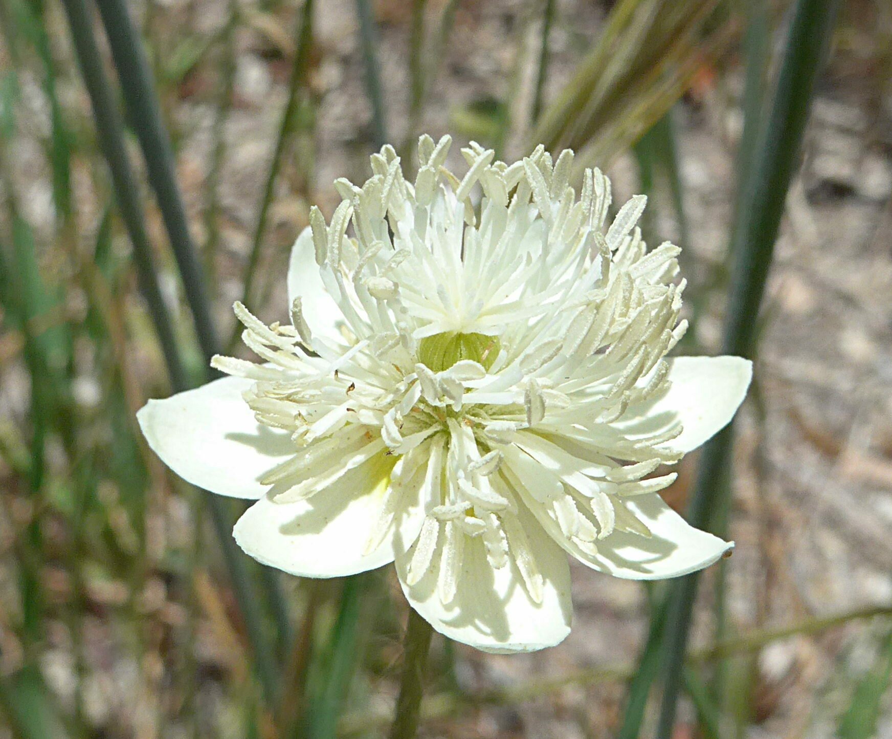 High Resolution Platystemon californicus Flower